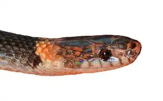 Description de l'image Rhadinella xerophila head.jpg.