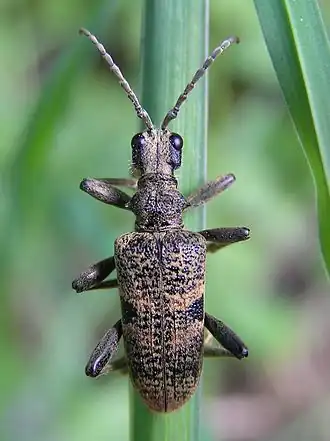 Rhagium mordax(DeGeer, 1775) ♂