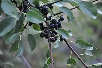 Rhamnus cathartica ou Nerprun purgatif.