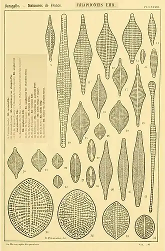 Description de l'image Rhaphoneis sp. in Peragallo 1851.jpg.