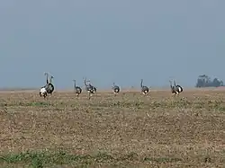 Nandous dans la pampa argentine.