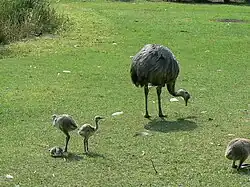 Adulte et juvéniles.