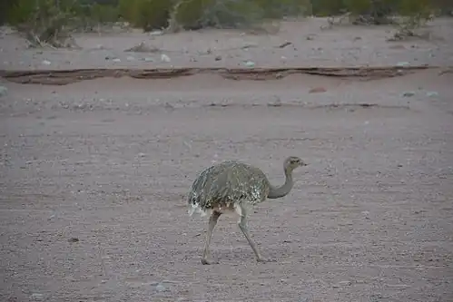 Nandou de Darwin au parc national Talampaya en 2017