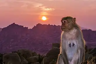 Lever du Soleil sur Hampi au côté d'un macaque.
