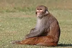Un petit singe assis sur une pelouse.