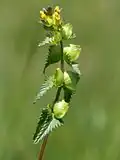 Rhinanthus minor :inflorescence