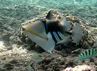 Baliste Picasso (Rhinecanthus aculeatus) en attitude d'intimidation, épines dressées.
