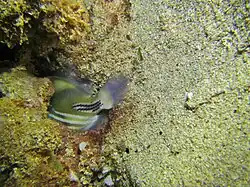 La nuit, les balistes dorment dans des anfractuosités, bloqués tête la première grâce à leurs gâchettes.