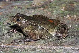 Description de l'image Rhinella dapsilis.jpg.