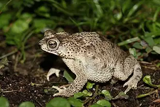 Description de l'image Rhinella humboldti.jpg.