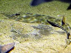 Rhinobatos schlegelii