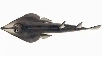 Rajiformes  (Raies, Raies-guitares…)