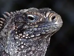 Tête d'un iguane.