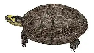 Description de l'image Rhinoclemmys diademata imagen 02.jpg.