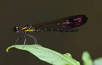 ♂