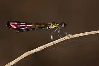 Description de cette image, également commentée ci-après