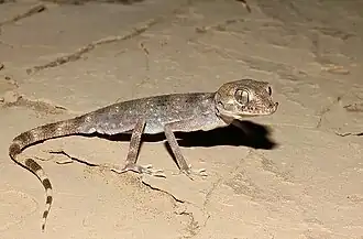 Description de l'image Rhinogecko misonnei (5) (18732589525).jpg.