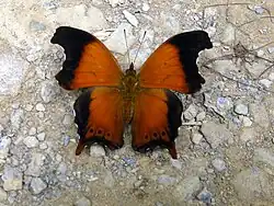 Sorcier Rhinopalpa polynice (Nymphalidés)