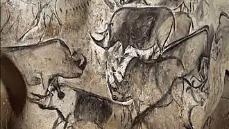 Rhinocéros laineux, grotte Chauvet, 36 000 ans, France