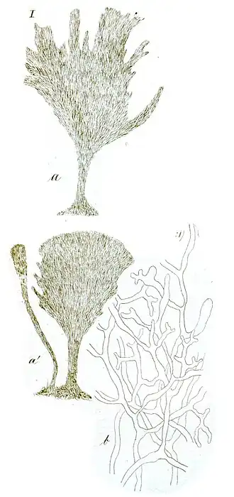 Description de l'image Rhipilia tomentosa in Kützing 1858.JPG.