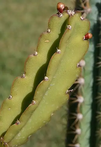 Description de l'image Rhipsalis russellii Br. & R. Bahia Brasil.jpg.