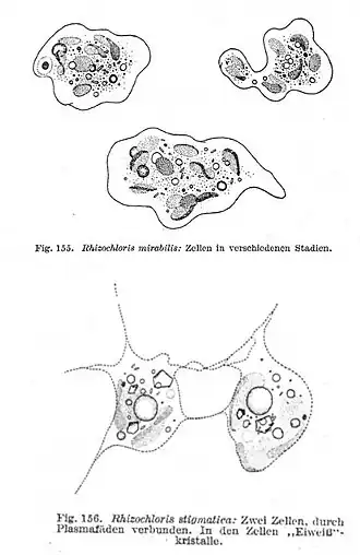 Description de l'image Rhizochloris mirabilis & R. stigmatica.jpg.
