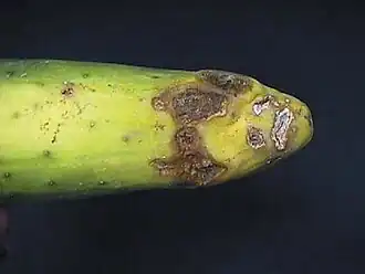 Rhizoctonia solani (Ceratobasidiaceae)