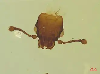 Rhizophagus grandis (tête)