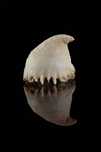 Description de l'image Rhizosmilia maculata (48741280281).jpg.