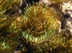 Corallimorphe Rhodactis indosinensis?