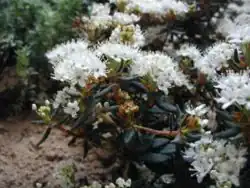Gros plan sur le lédon des marais