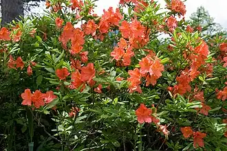 Description de l'image Rhododendron japonicum 11.jpg.