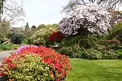Rhododendrons