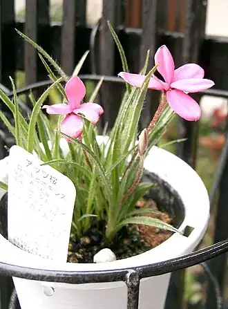 Description de cette image, également commentée ci-après