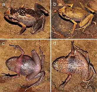 Description de l'image Rhombophryne longicrus (10.3897-zse.91.4979) Figure 3.jpg.