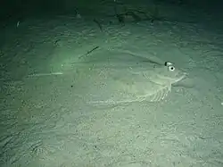 Rhombosolea tapirina.