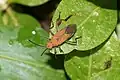 Leptocoris sp. Kerala (Inde).