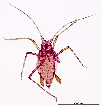 Description de l'image Rhopalosiphoninus latysiphon aptera.jpg.
