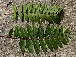 Photographie en couleurs 'une feuille d'Ailante et d'une feuille de Sumac posées sur un sol rocheux. Leur forme est semblable, mais les folioles du Sumac sont plus courtes..