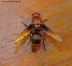 Rhynchium quinquecinctum.