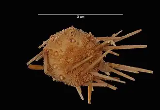 Rhynchocidaris triplopora.
