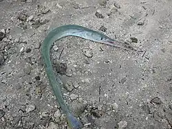 Rhynchorhamphus georgii