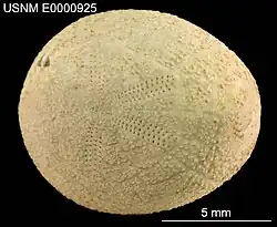 Rhynobrissus placopetalus.