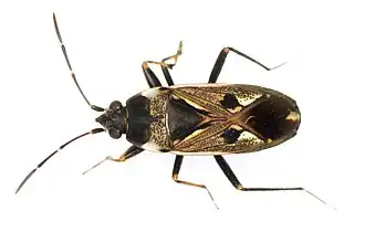 Description de l'image Rhyparochromus vulgaris 9216.jpg.