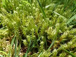 Rhytidiadelphus squarrosus&nbsp;(en) (l'Hypne squarreux), une des mousses les plus communes des jardins.