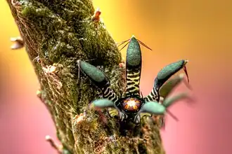 Description de l'image Rhytidocaulon macrolobum.jpg.