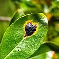 Rhytisma salicinum