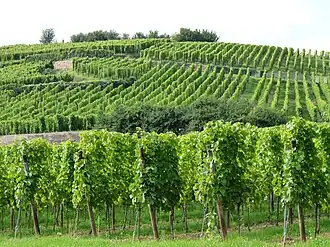 Image illustrative de l’article Alsace (AOC)