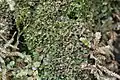 Riccardia lasiorhinus