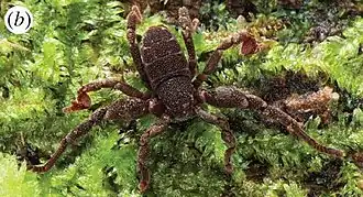 Description de l'image Ricinulei from Fernandez & Giribet, male Ricinoides karschii from Campo Reserve, Cameroon (2015) (cropped).jpg.